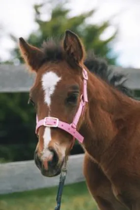 Foal Showcraft Nylon Headstall