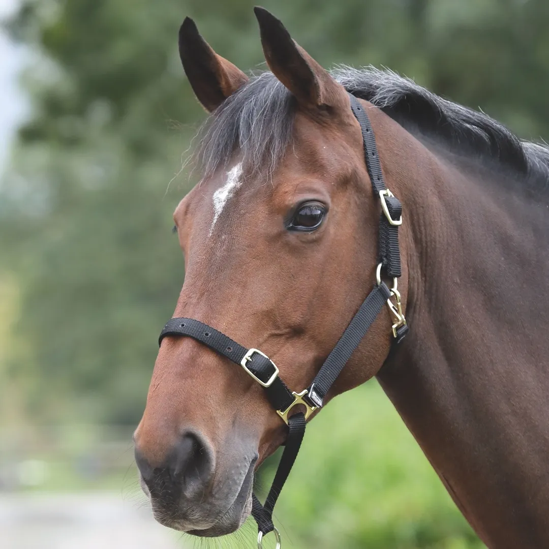 Shires Control Headcollar