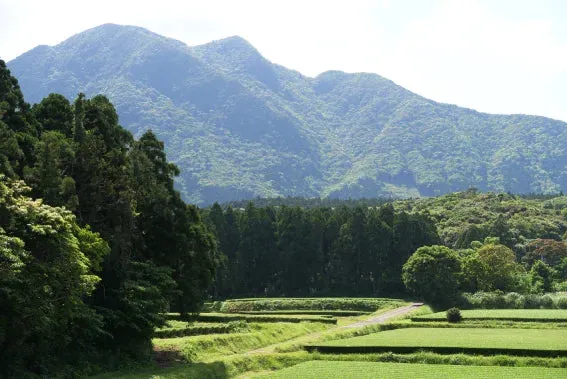 T VERDE NUEVO orgánico Yakushima Kabuse Shincha 50 gr